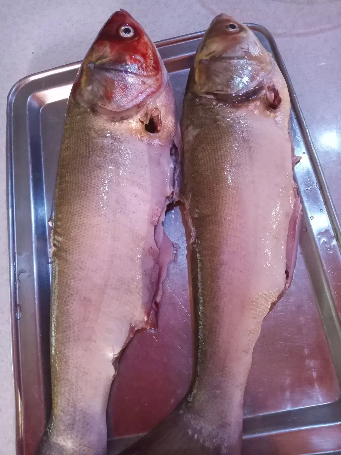 ماهی قزل تازه پاک کرده|ماهی|گلبهار, شهر جدید گلبهار|دیوار