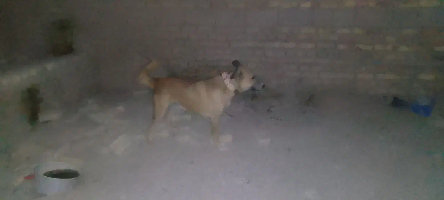 واگذاری سگ|سگ|زابل, |دیوار