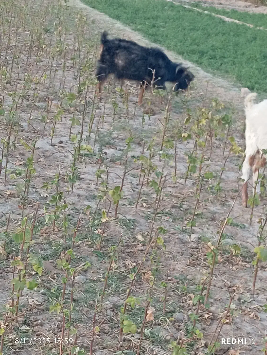 چهار راس بز|حیوانات مزرعه|خوسف, |دیوار