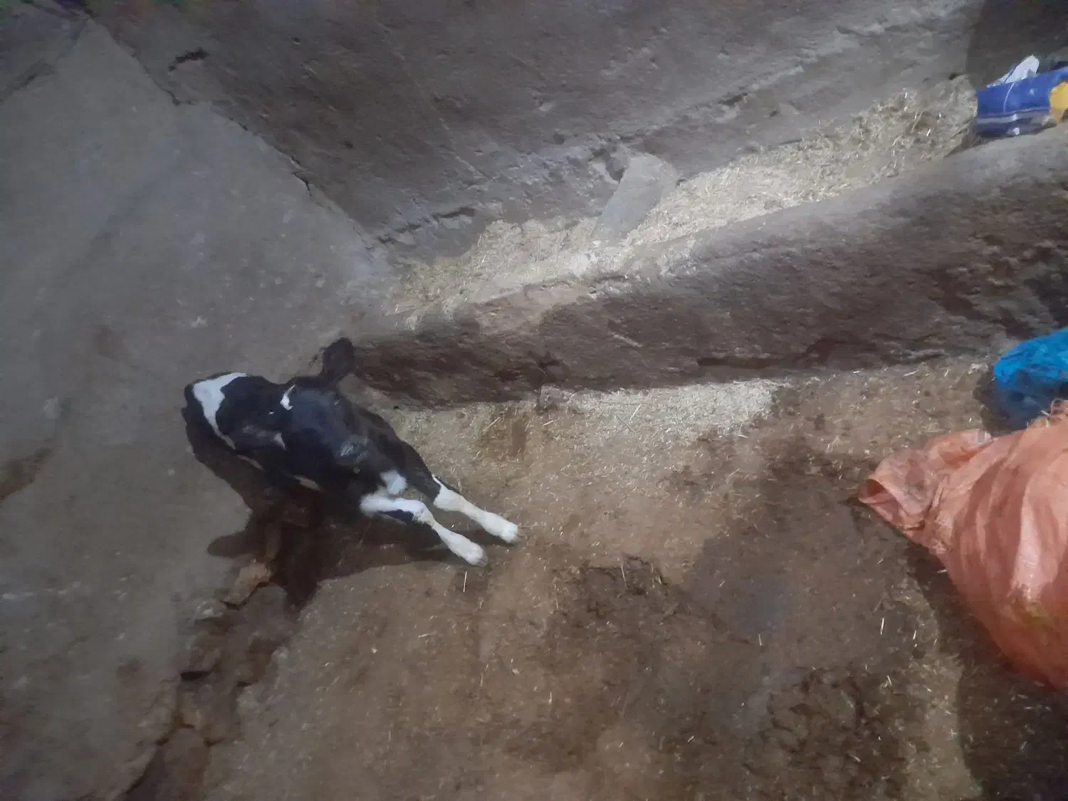 گاوشیری|حیوانات مزرعه|زاویه, |دیوار