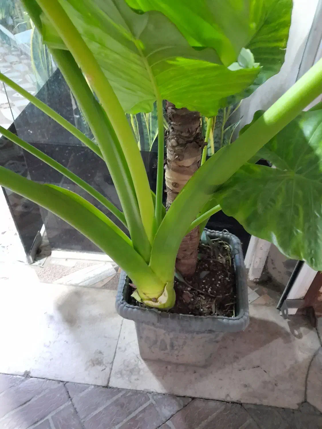 گیاه بابا آدم|گل و گیاه طبیعی|قدس, شهر‌قدس|دیوار