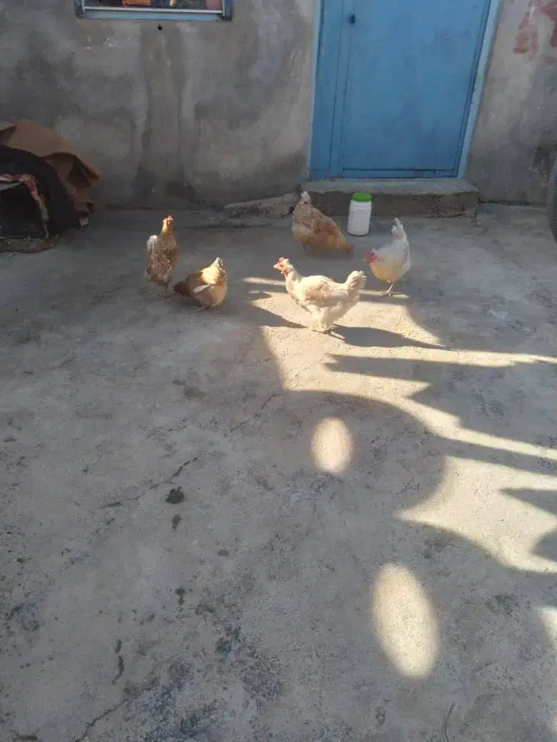 آگهی مرغ|پرنده|مارگون, |دیوار