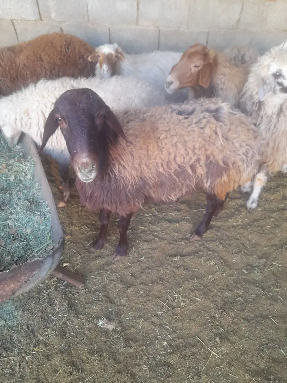 میش داشتی|حیوانات مزرعه|شیدا, |دیوار