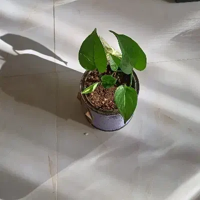 گل پیچ|گل و گیاه طبیعی|اسلام‌‌آباد غرب, |دیوار