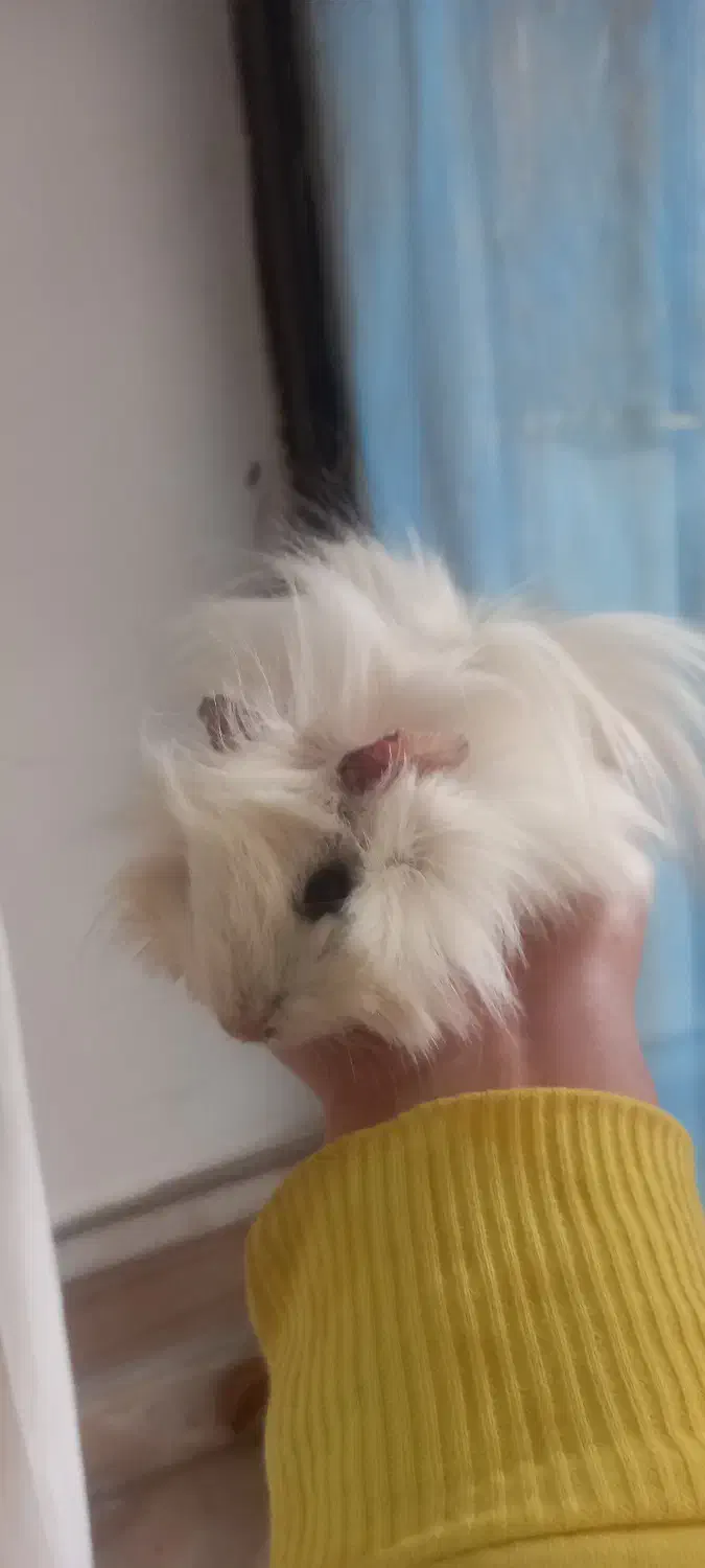 خوکچه هندی|حیوانات مزرعه|مشهد, موعود|دیوار