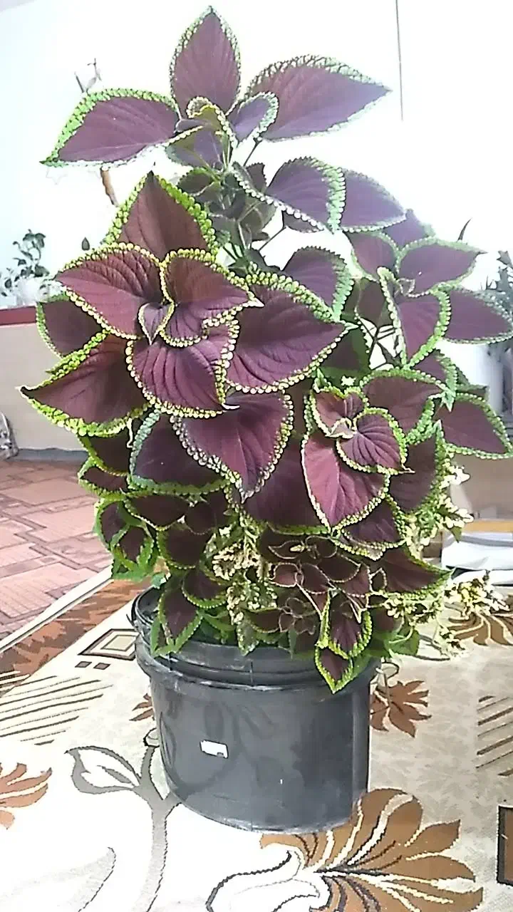 گل طبیعی|گل و گیاه طبیعی|صحنه, |دیوار