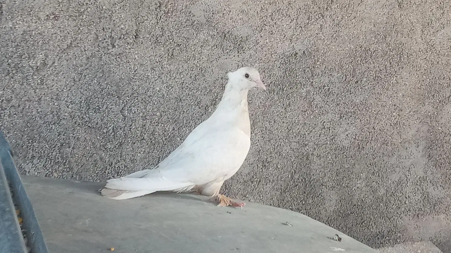 کبوتر گره|پرنده|قلعه قاضی, |دیوار