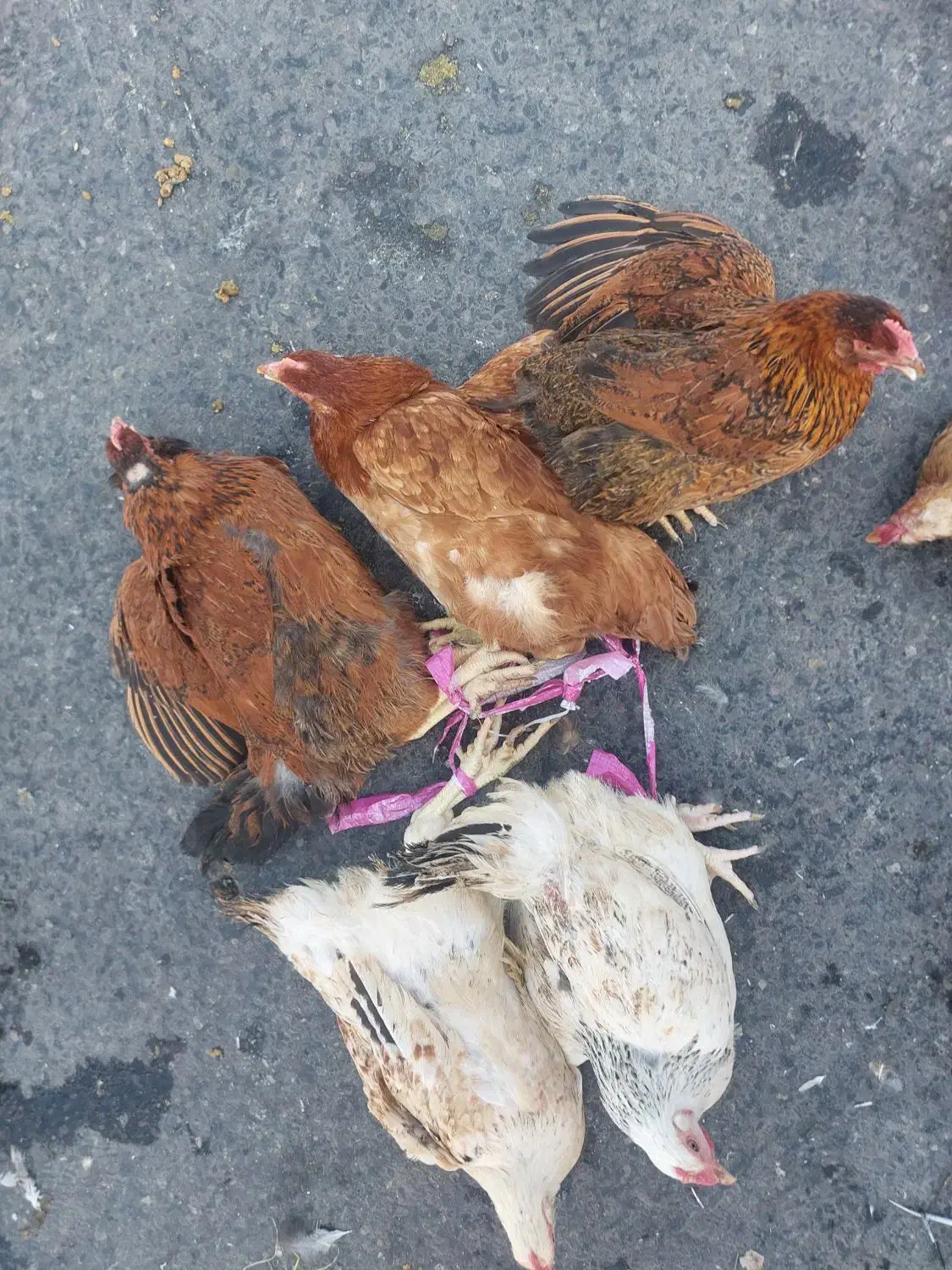 مرغ محلی پاک کرده (رشت)|حیوانات مزرعه|آستانه اشرفیه, |دیوار