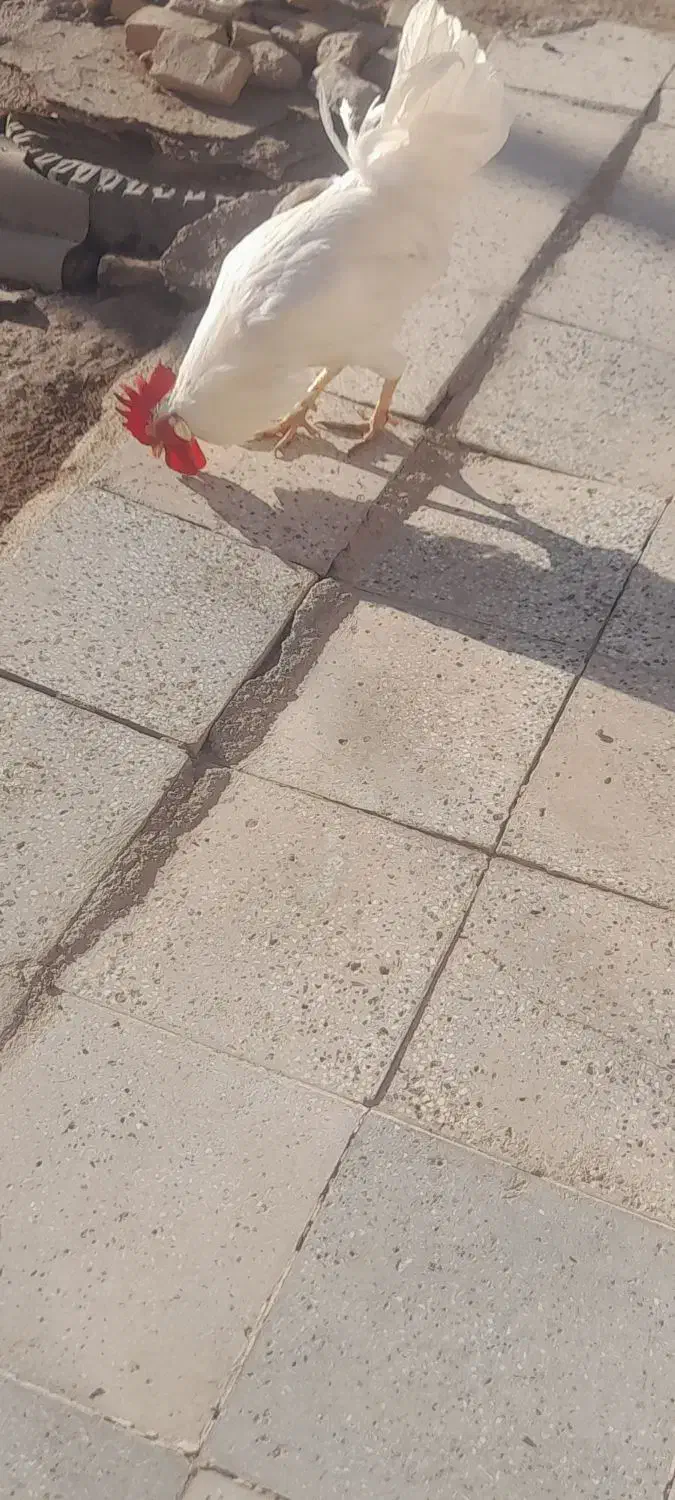 خروس|حیوانات مزرعه|طاغنکوه, |دیوار