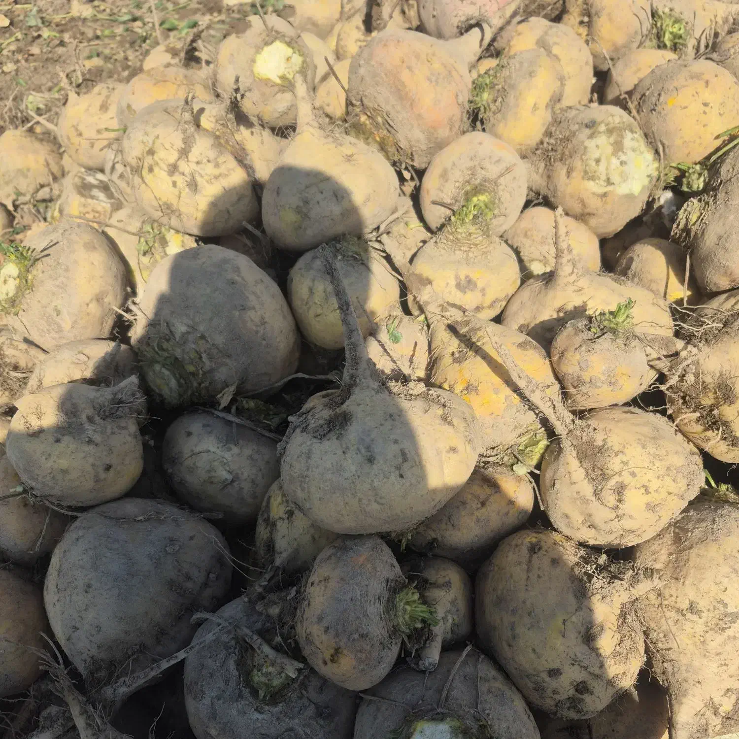 چغندر دامی|لوازم جانبی حیوانات|یزد, |دیوار