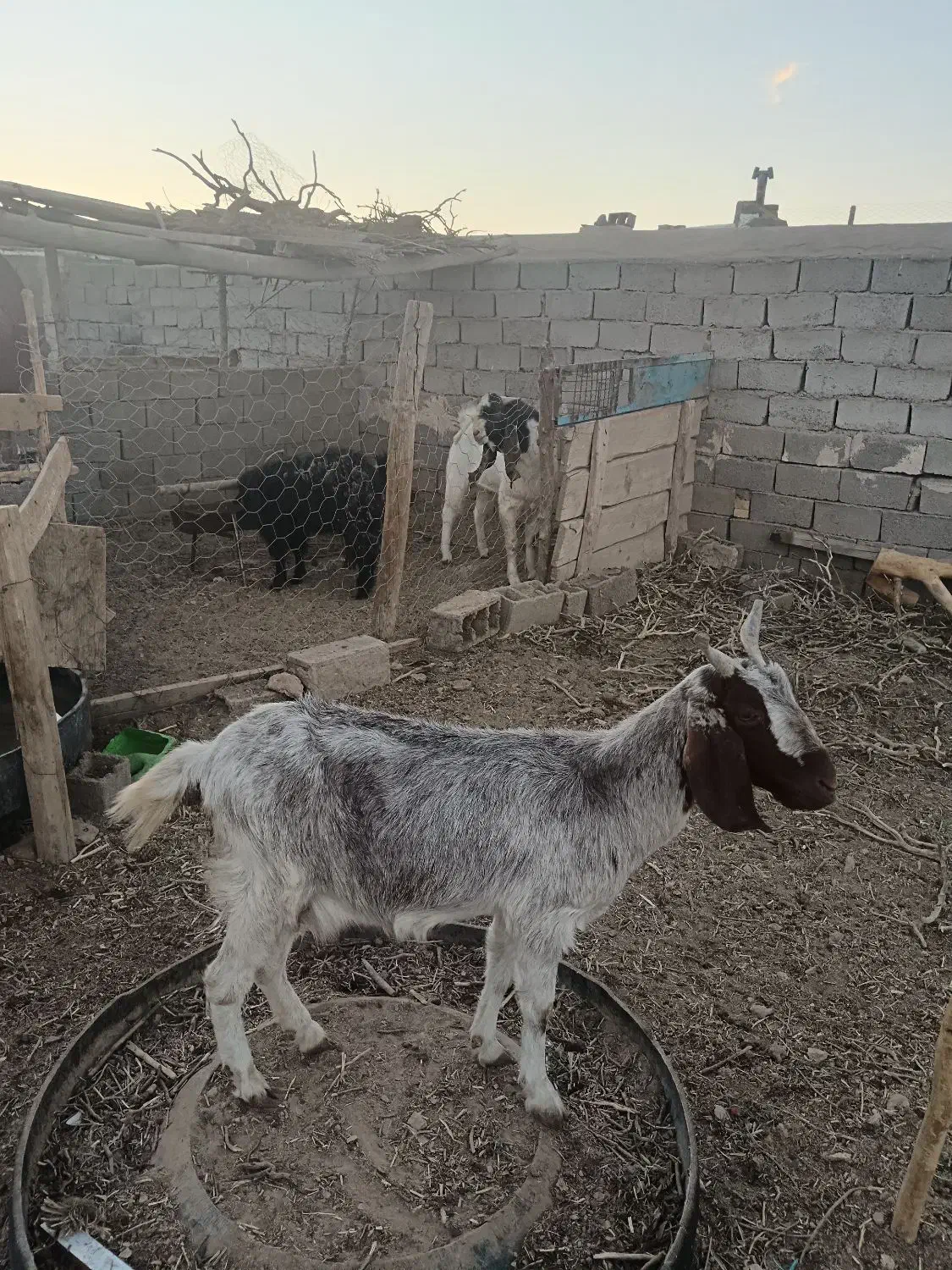 بز شیری تازه زا فروشی|حیوانات مزرعه|خواف, |دیوار