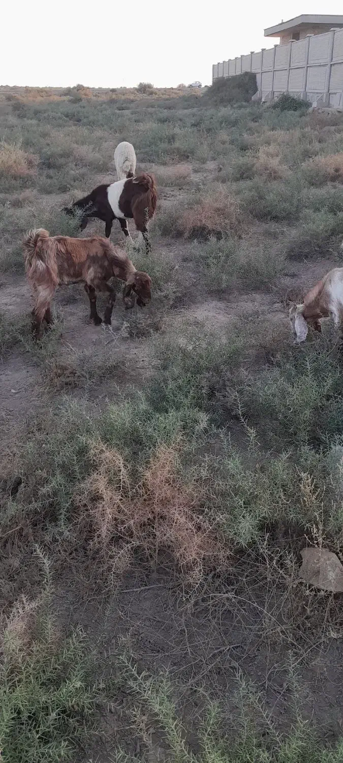 جاده اهواز خرمشهر روستای رامزیه|حیوانات مزرعه|اهواز, اسماعیلیه|دیوار