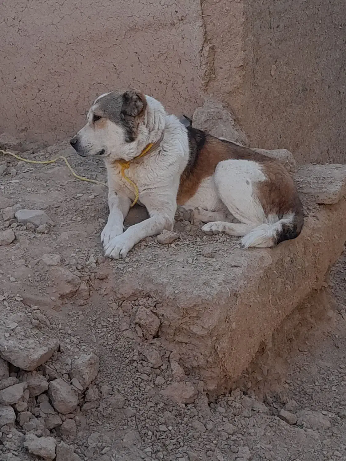 سگ نگهبان|سگ|ملکآباد, |دیوار