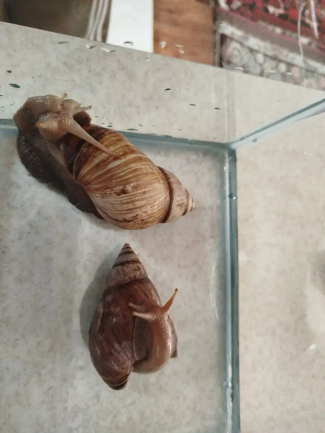 دوتاحلزون سایز20 سانتی|خزنده|تبریز, |دیوار