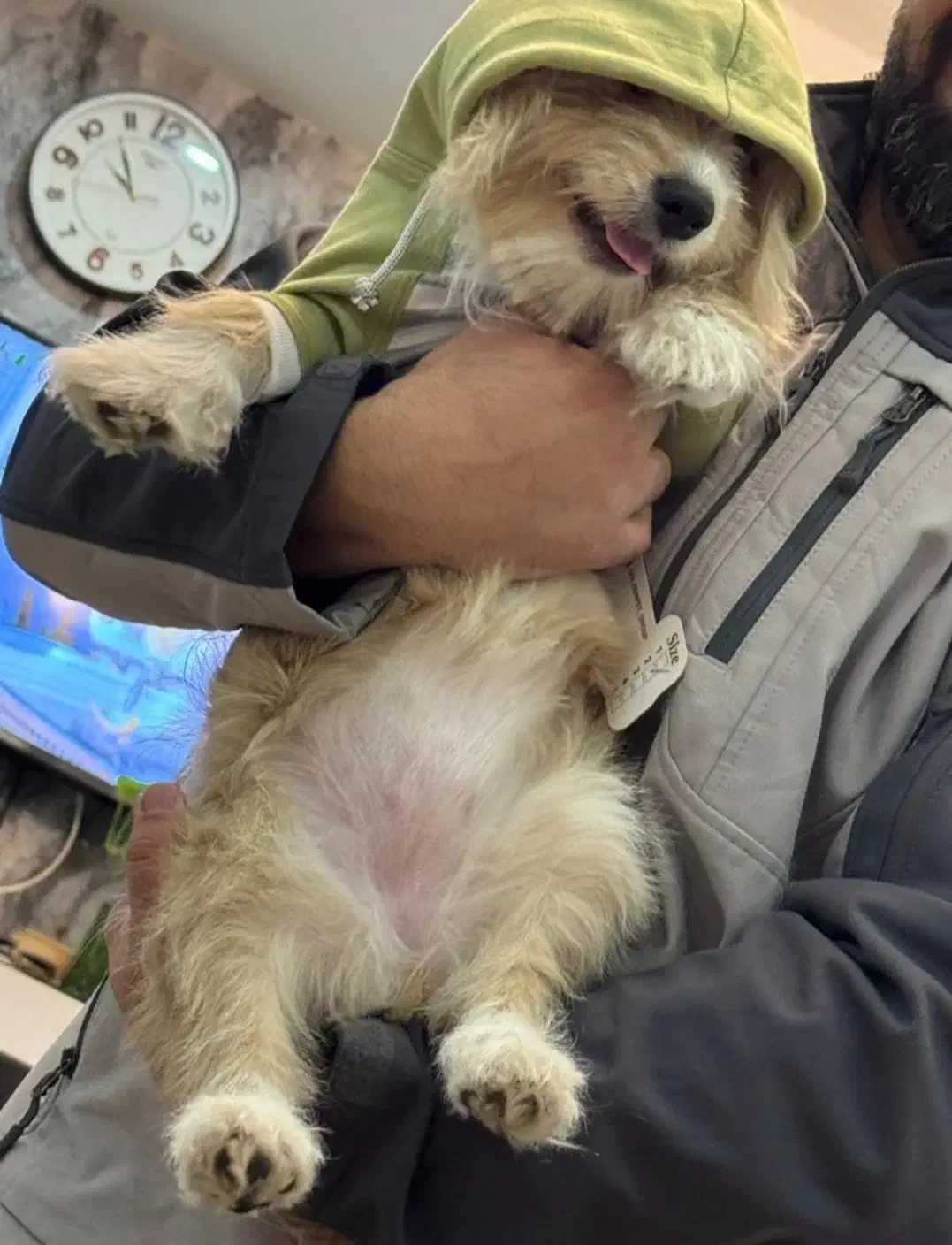 واگذاری سگ|سگ|شاهینشهر, فردوسی|دیوار