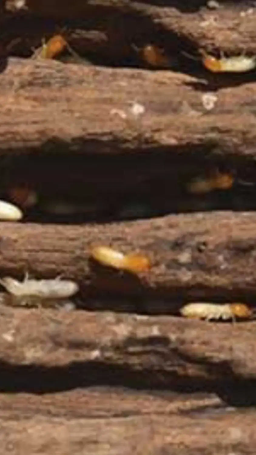 سمپاشی تضمینی|خدمات نظافت|ایلام, |دیوار