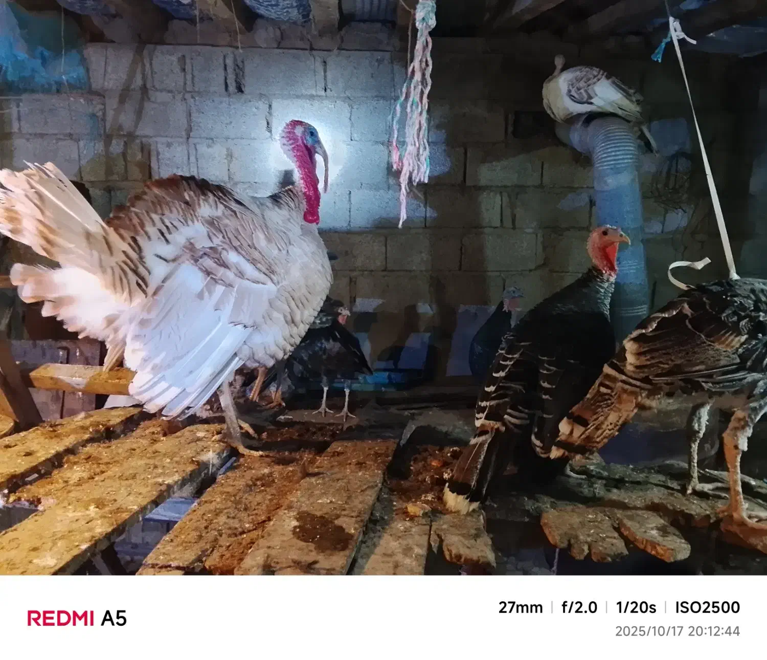 بوقلمون|حیوانات مزرعه|لنگرود, |دیوار