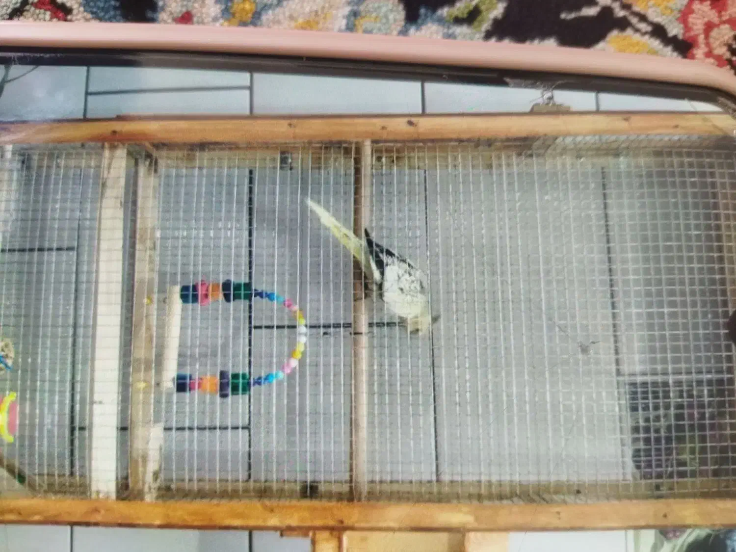 یک عروس هلندی گم شده|حیوانات|بروجن, |دیوار