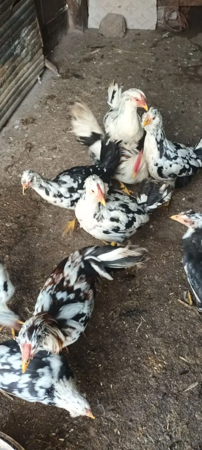 نیمچه مرغ وخروس گلین|حیوانات مزرعه|شاندرمن, |دیوار