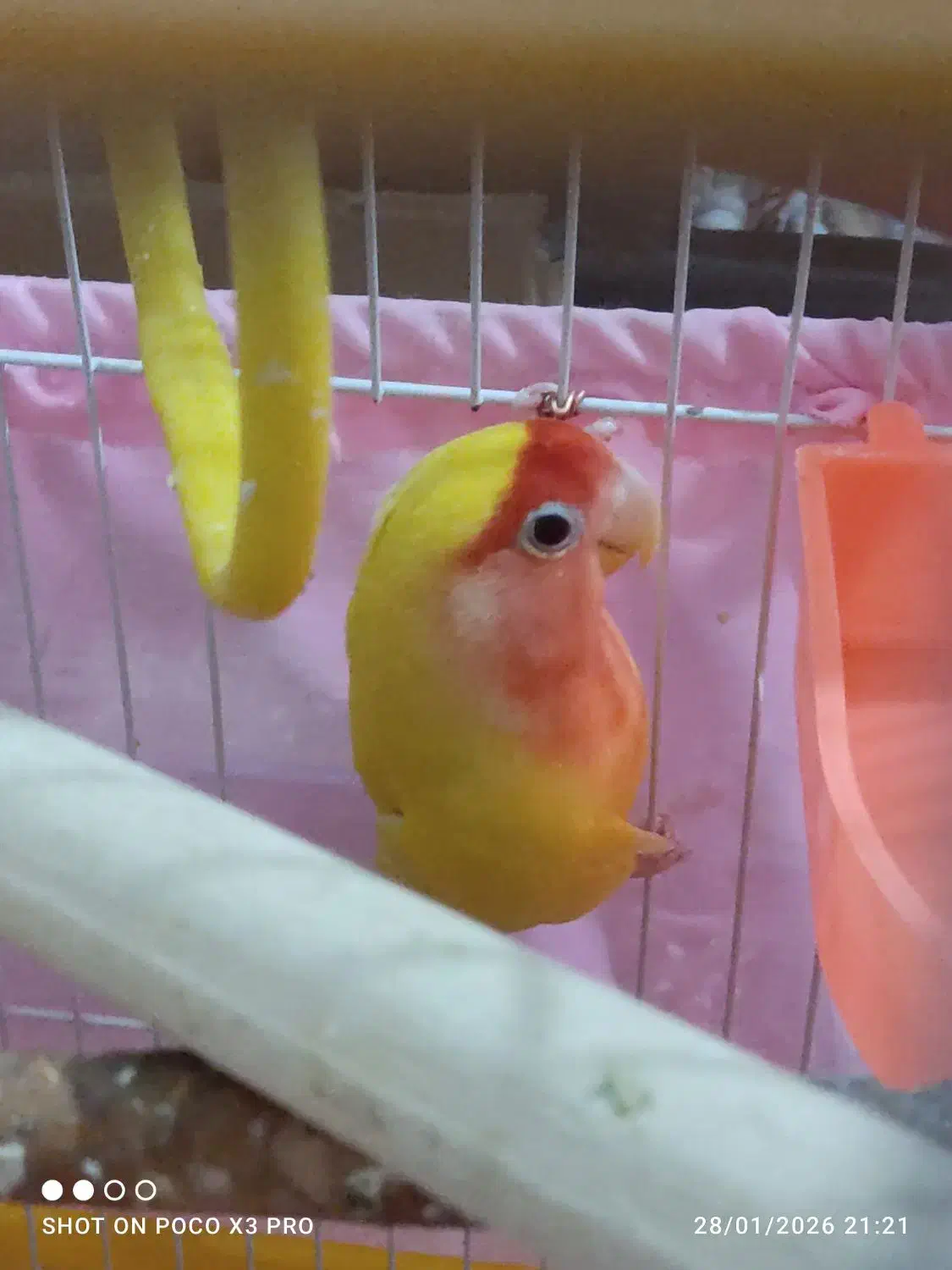 طوطی کوتوله نر|پرنده|تهران, هلال احمر|دیوار