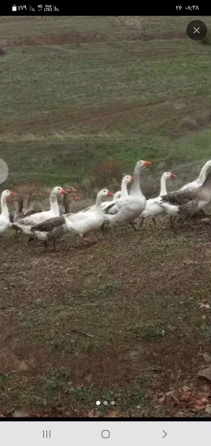 غاز|حیوانات مزرعه|نیر (اردبیل), |دیوار