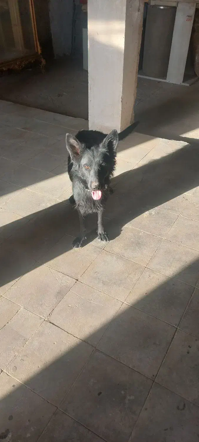 واگذاری سگ ژرمن شپرد بلک اصل|سگ|قم, کلهری|دیوار