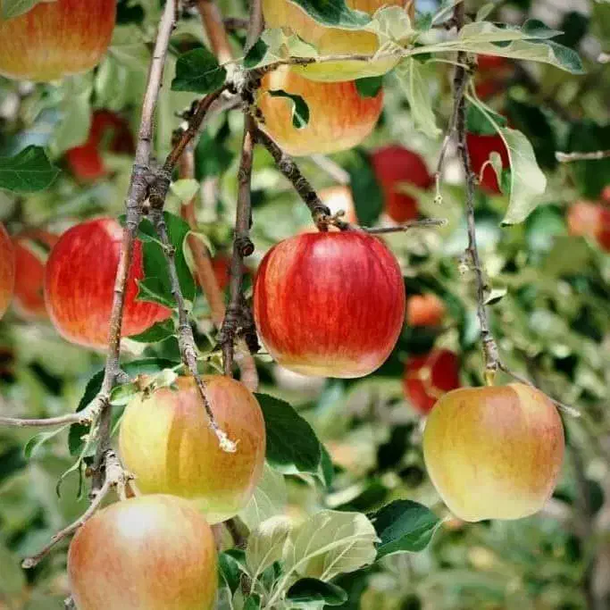 نهالستان ارقام متنوع میوه و فندق های پربار.|خدمات باغبانی و درختکاری|سلفچگان, |دیوار