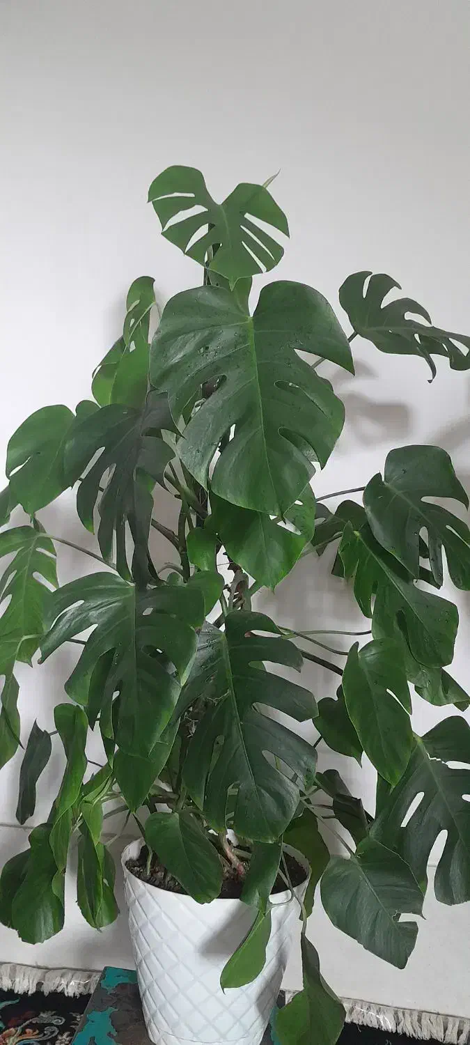 گل گل گل|گل و گیاه طبیعی|بروجرد, |دیوار