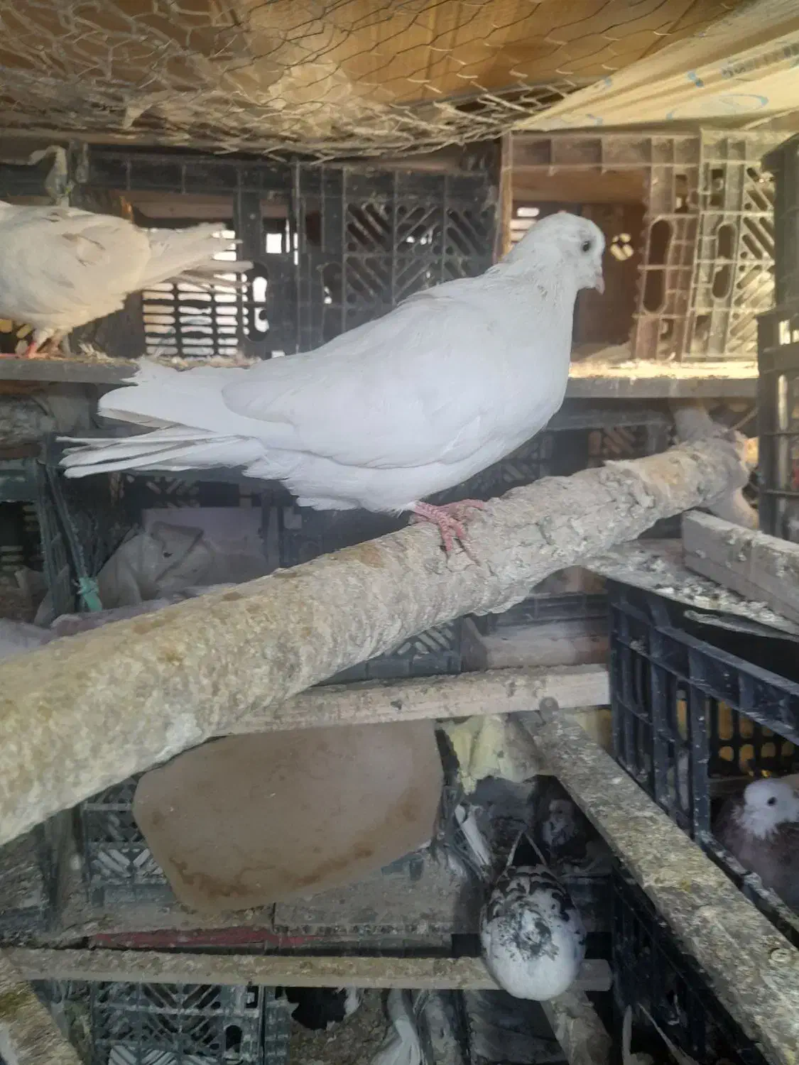 کبوتر نر خال پیس|پرنده|شاهین دژ, |دیوار