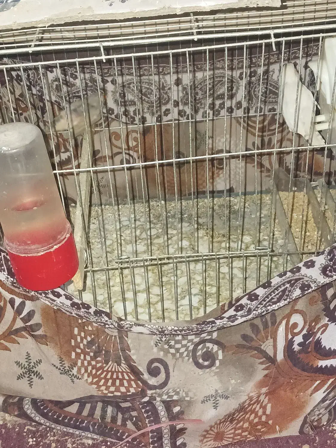 فنچ|پرنده|کرمان, |دیوار