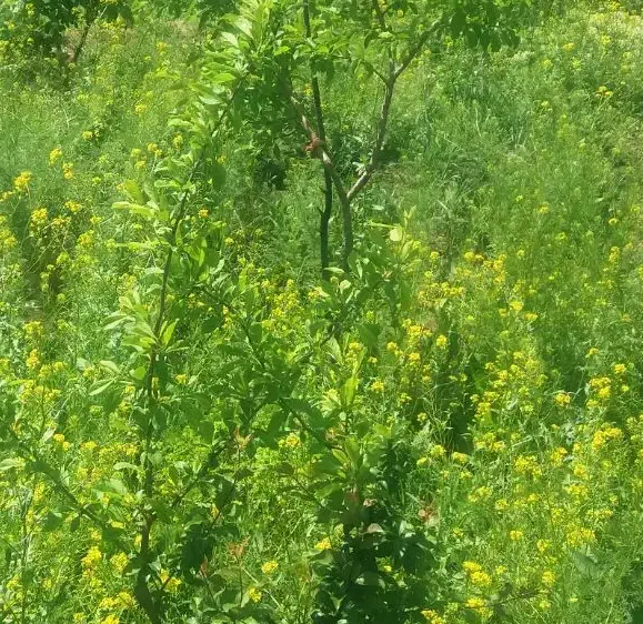 طبیعت گردی|فعالیت داوطلبانه|مشهد, آزادشهر|دیوار