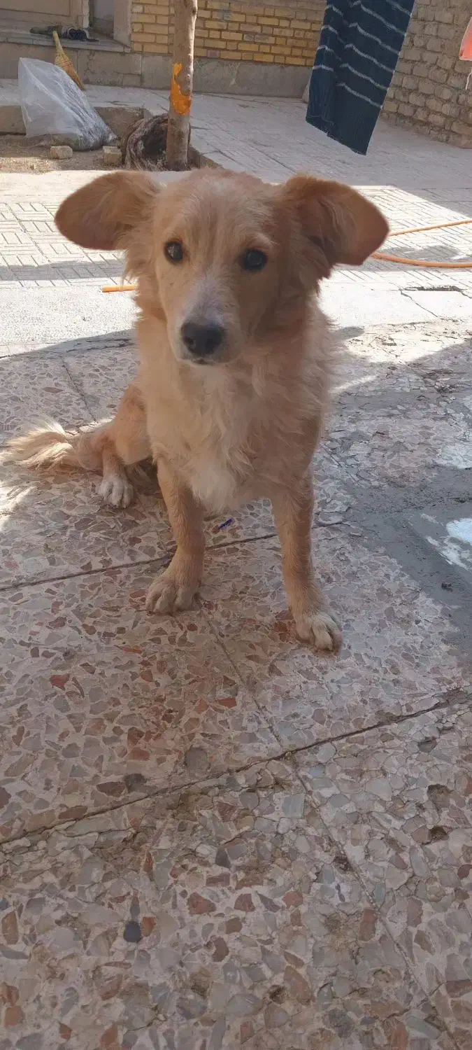 پاپی اشپیتز تریر نر|سگ|مبارکه, |دیوار