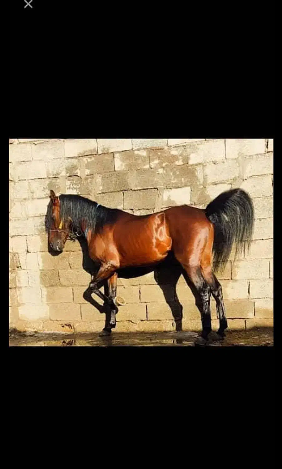 اسب فروشی|اسب و تجهیزات اسب‌سواری|رفسنجان, |دیوار