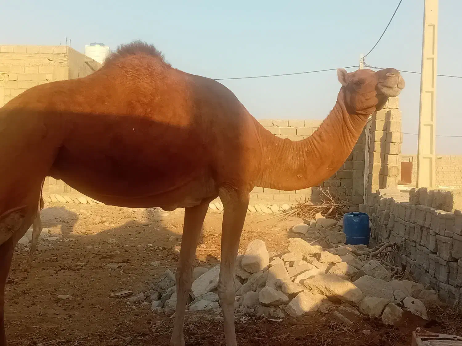 یک عدد شتر چاخ|حیوانات مزرعه|مهران (هرمزگان), |دیوار