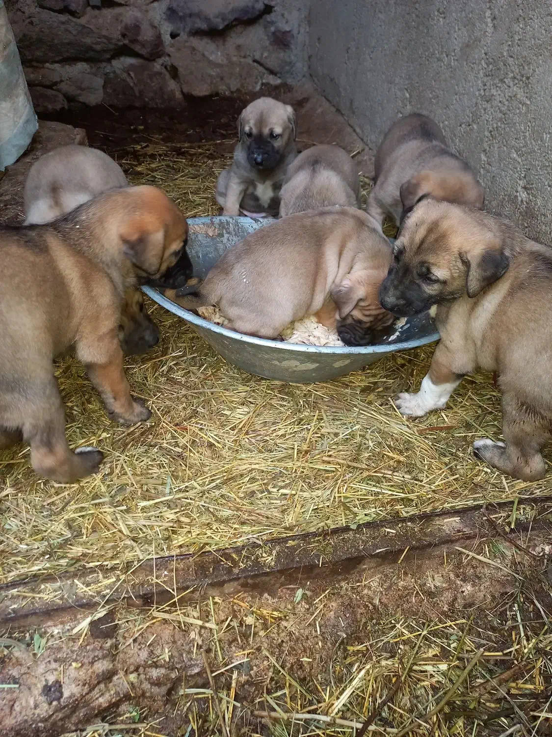 واگذاری سگ سرابی|سگ|تبریز, |دیوار