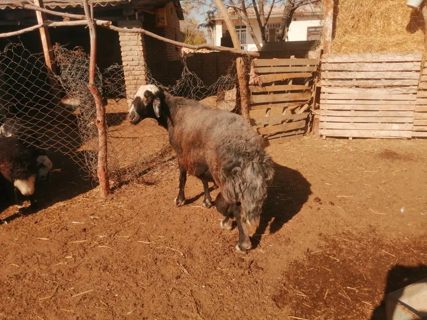 قوچ جوان قره قیر|حیوانات مزرعه|انبارآلوم, |دیوار