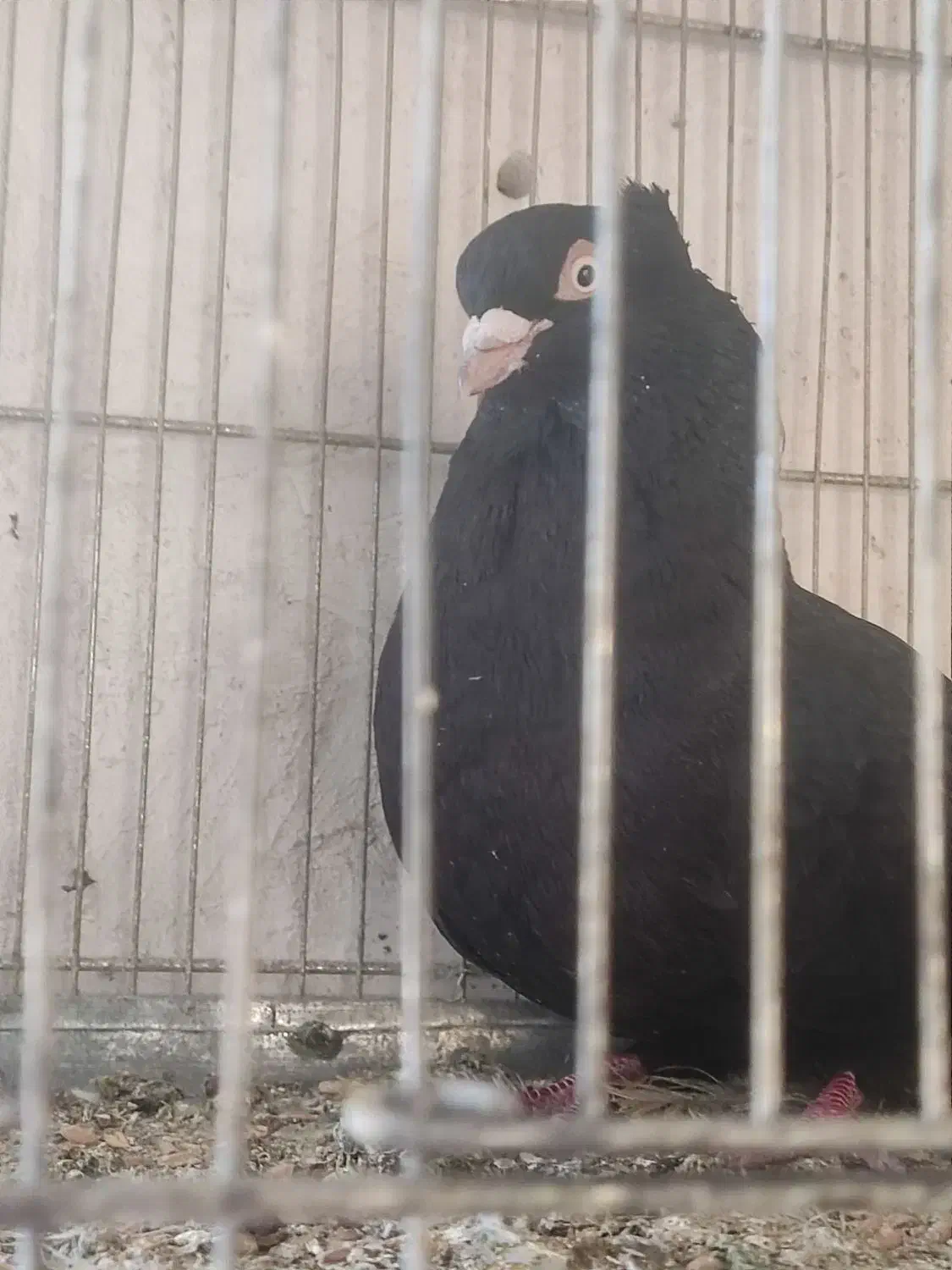 زاغ نر|پرنده|یاسوج, |دیوار