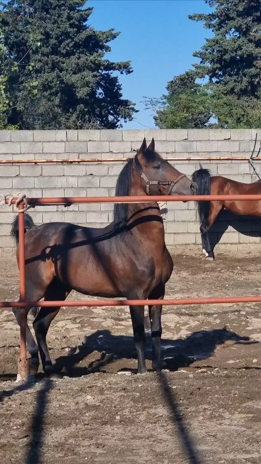 اسب سواری ومحل نگهداری وآموزش سوارکاری درصورت نیاز|اسب و تجهیزات اسبسواری|تنکابن, |دیوار