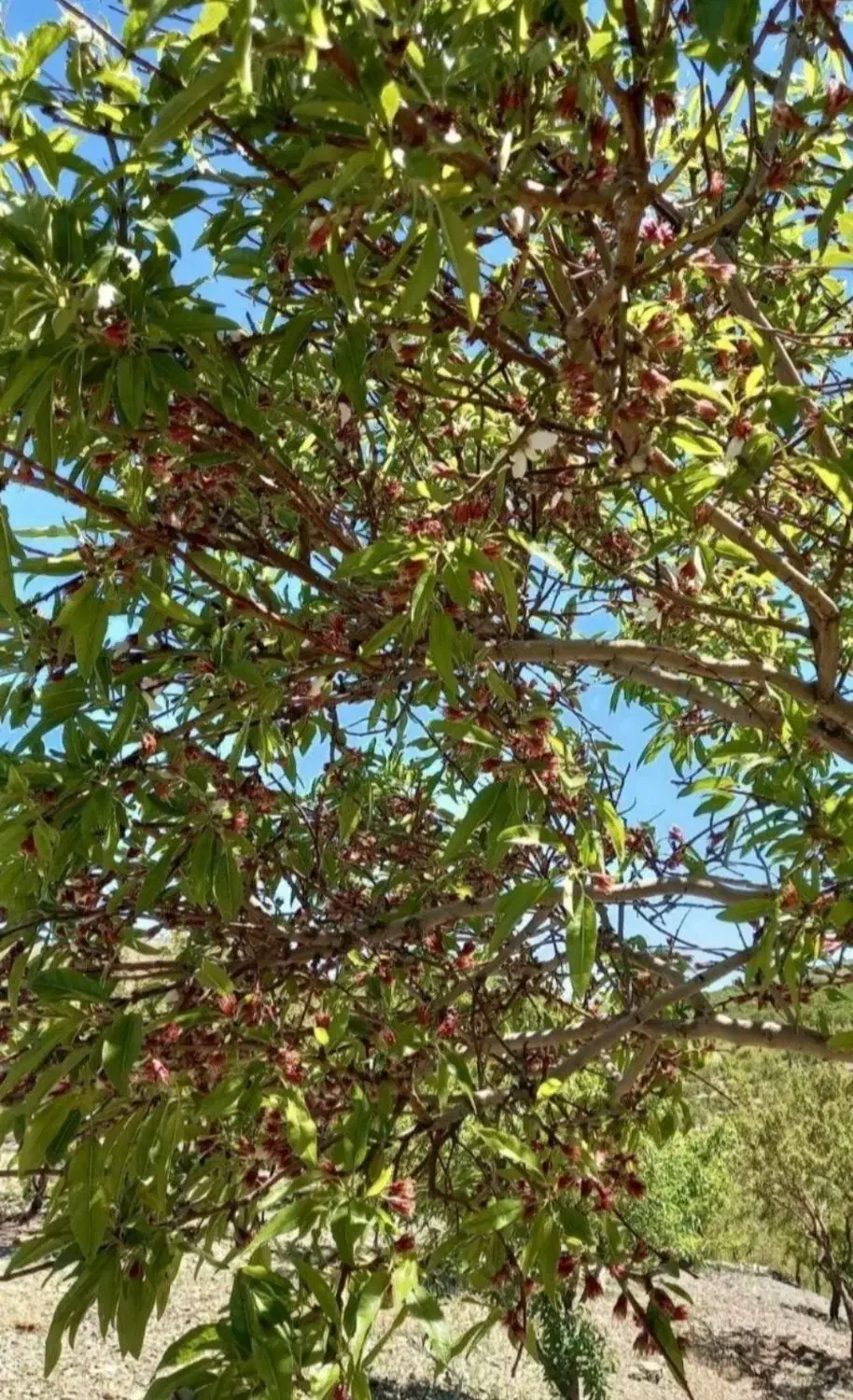 مارکده باغ هزار متری|فروش زمین و ملک کلنگی|زاینده رود, |دیوار