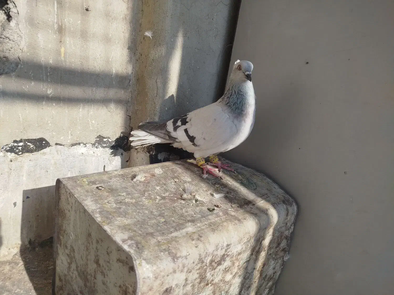 نر ماده|پرنده|اقبالیه, |دیوار