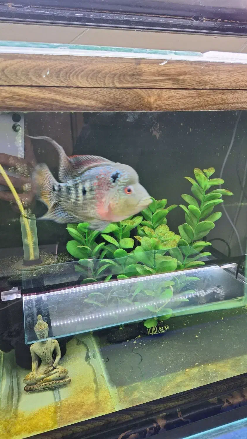 فلاور|ماهی|نیشابور, شریعتی|دیوار