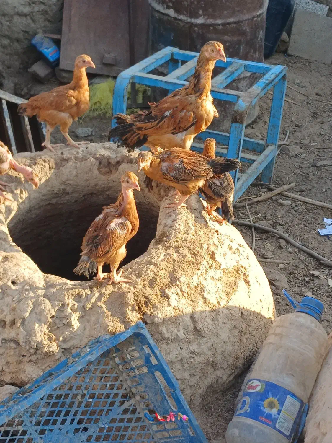 سلام جوجه خونگی بفروش میرسد|حیوانات مزرعه|هامون, |دیوار