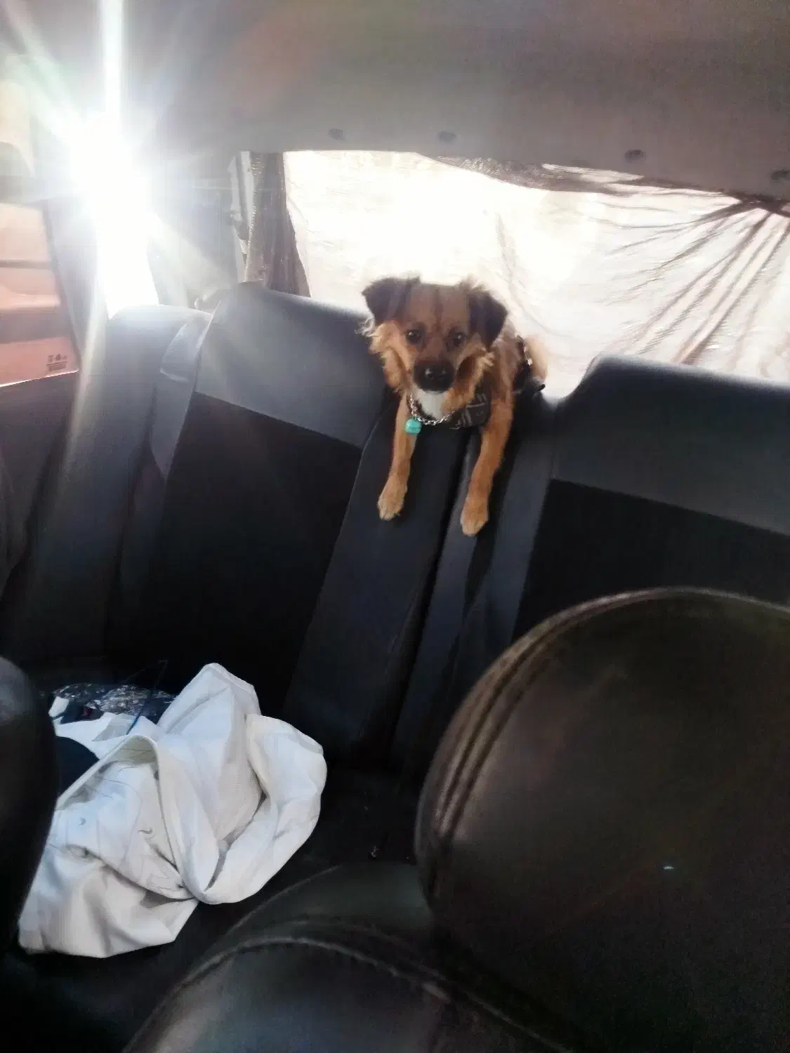 سگ گمشده|حیوانات|شیراز, تندگویان|دیوار