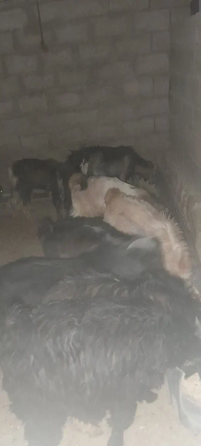 بزغاله|حیوانات مزرعه|چگنی, |دیوار