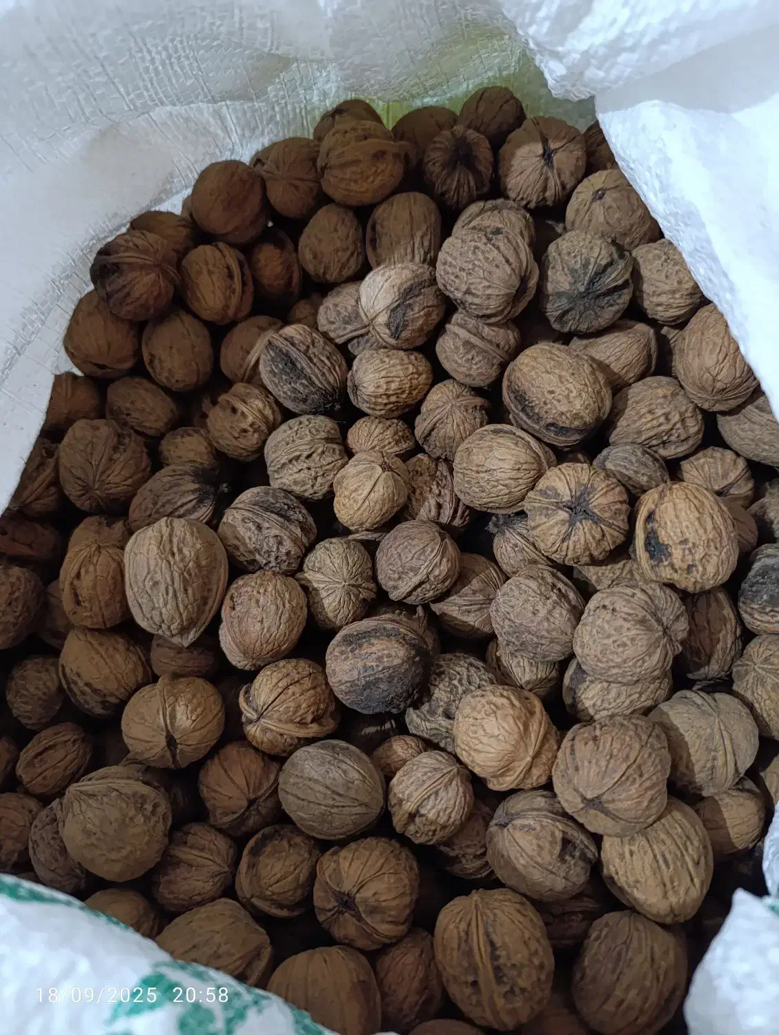 گردو|خوردنی و آشامیدنی|اهواز, کوی رمضان|دیوار