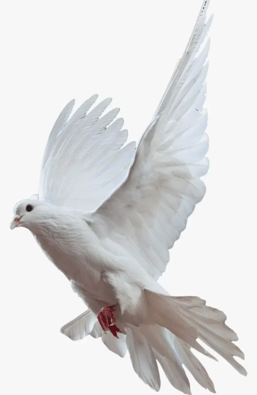 کبوتر پیدا شده|حیوانات|مرند, |دیوار