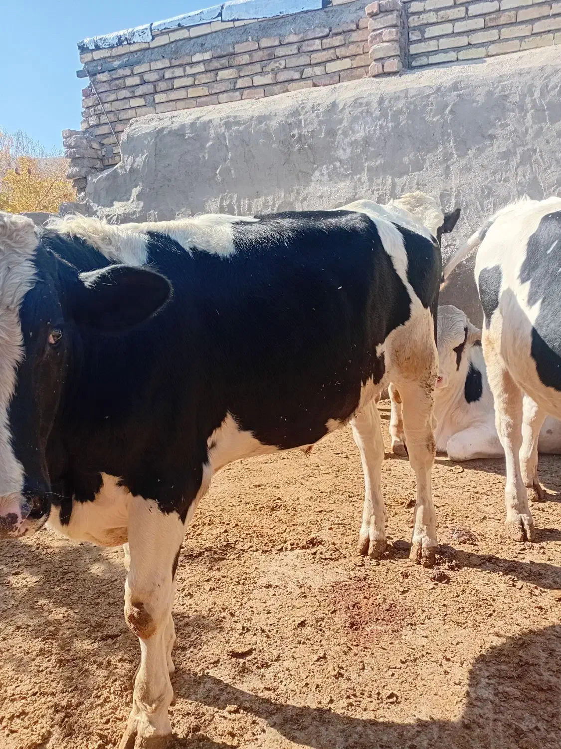 گوساله نر داشتی|حیوانات مزرعه|نیاسر, |دیوار