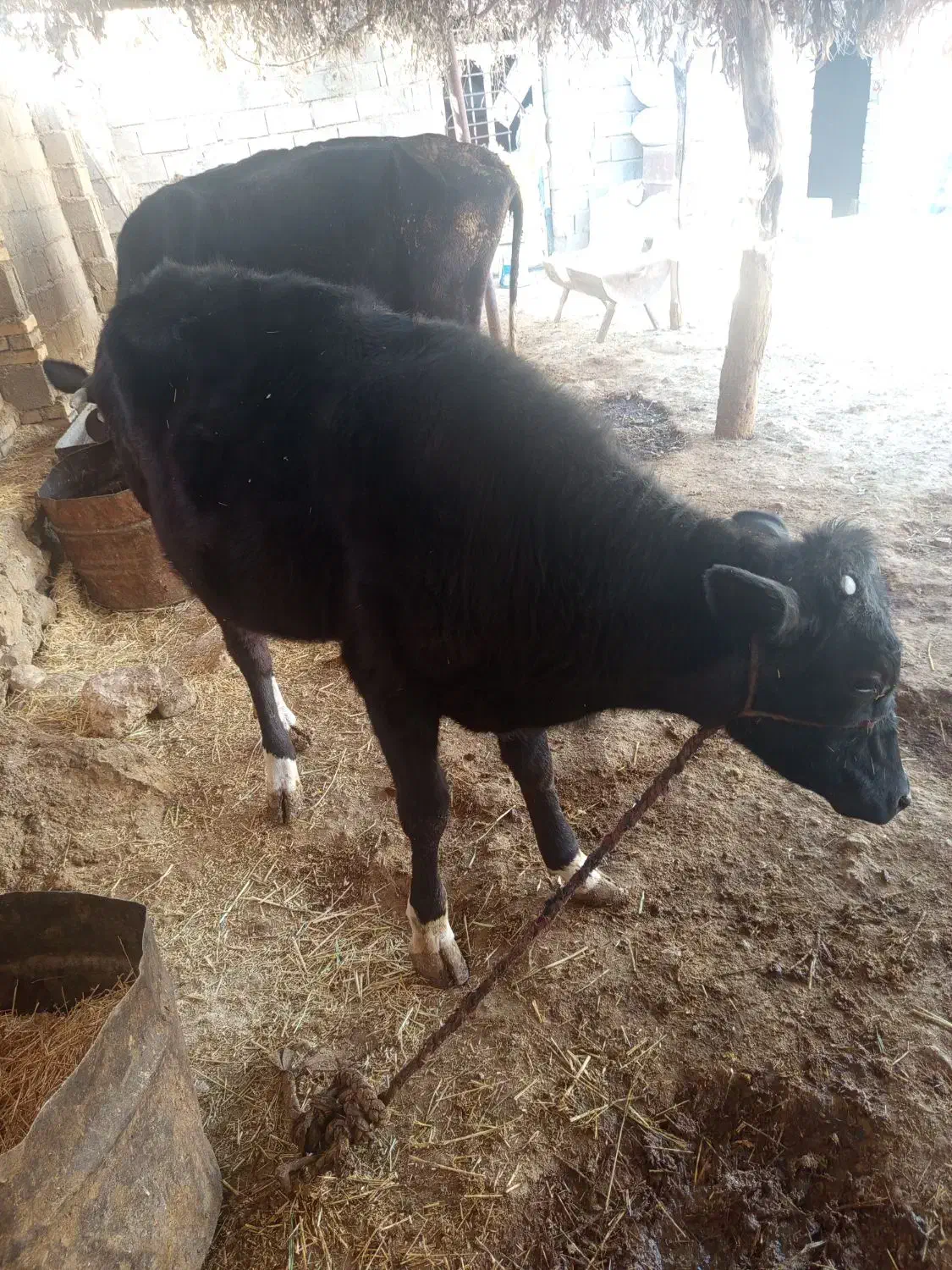 دو عدد گاو|حیوانات مزرعه|دهدشت, |دیوار