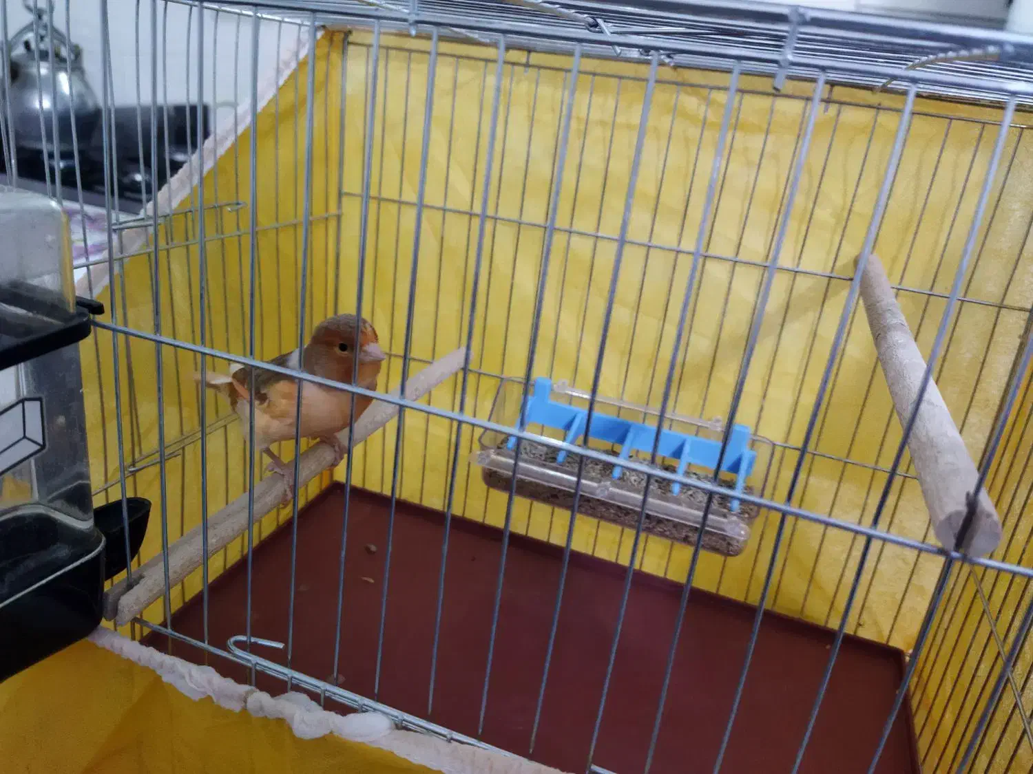 قناری ماده|پرنده|فولادشهر, مسکن مهر فولادشهر|دیوار