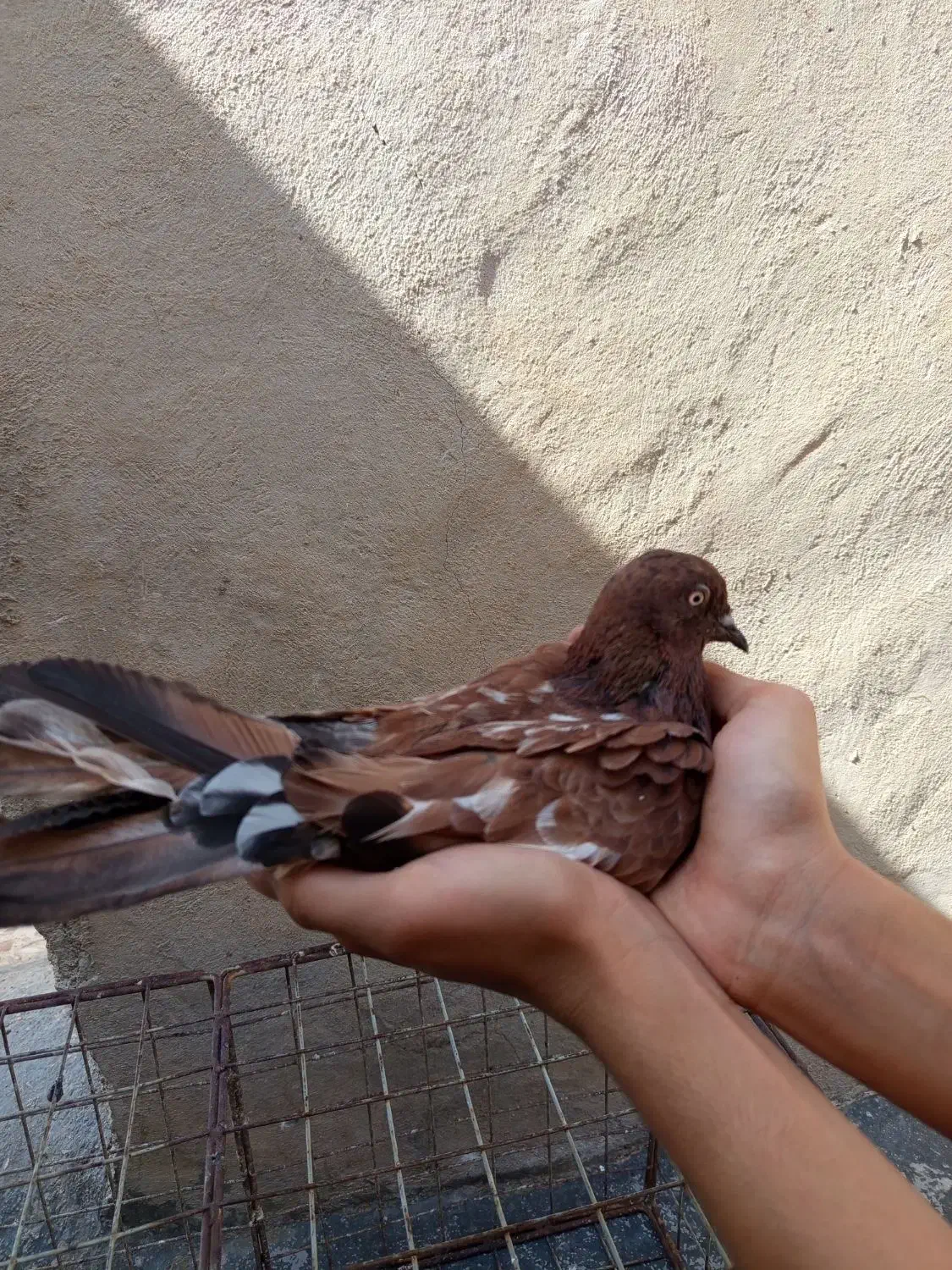 کبوتر سرور|پرنده|دهدشت, |دیوار